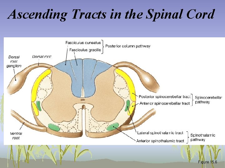 Ascending Tracts in the Spinal Cord Figure 15. 6 