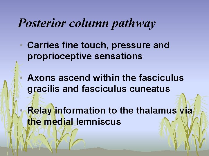 Posterior column pathway • Carries fine touch, pressure and proprioceptive sensations • Axons ascend