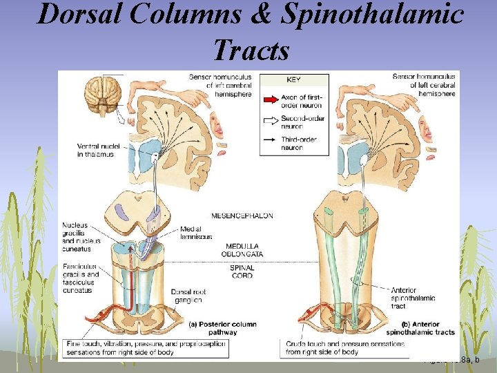 Dorsal Columns & Spinothalamic Tracts Figure 15. 8 a, b 