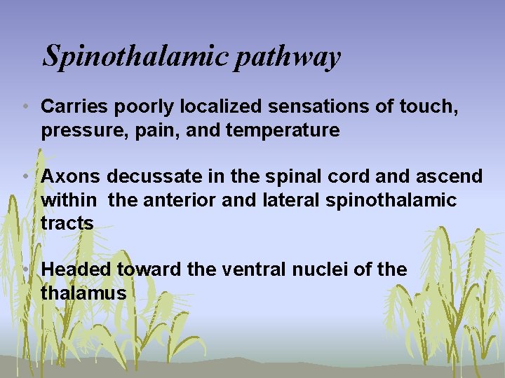 Spinothalamic pathway • Carries poorly localized sensations of touch, pressure, pain, and temperature •