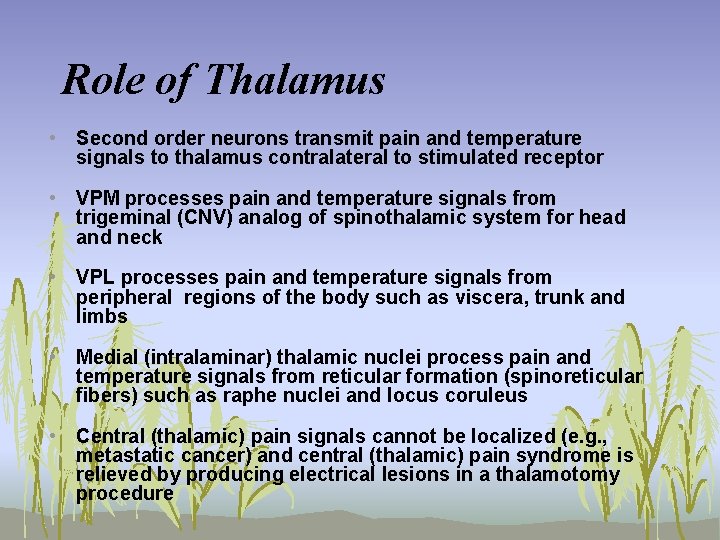 Role of Thalamus • Second order neurons transmit pain and temperature signals to thalamus