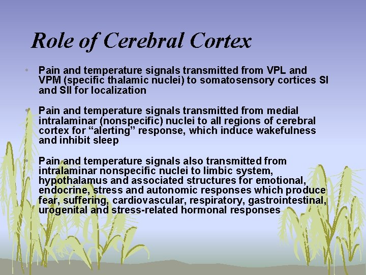 Role of Cerebral Cortex • Pain and temperature signals transmitted from VPL and VPM