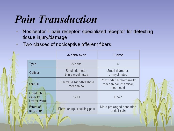 Pain Transduction • Nociceptor = pain receptor: specialized receptor for detecting tissue injury/damage •