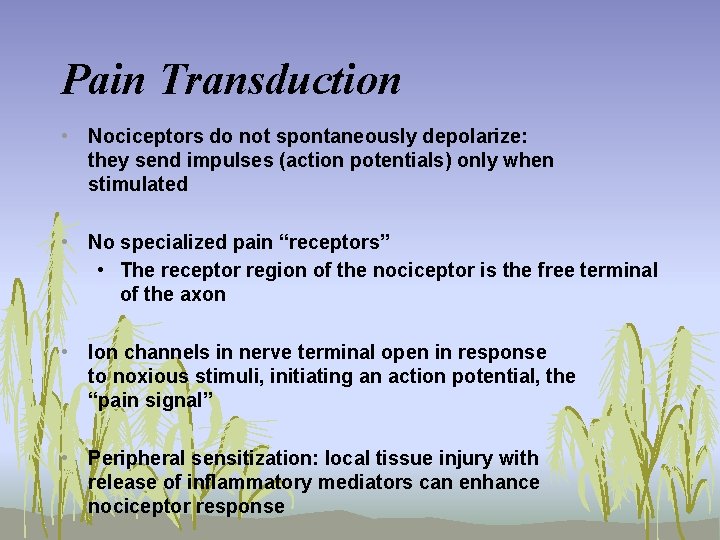 Pain Transduction • Nociceptors do not spontaneously depolarize: they send impulses (action potentials) only