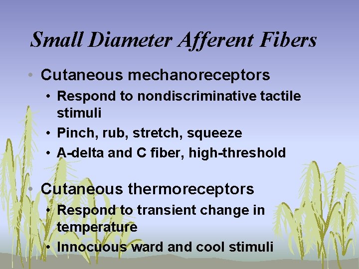 Small Diameter Afferent Fibers • Cutaneous mechanoreceptors • Respond to nondiscriminative tactile stimuli •