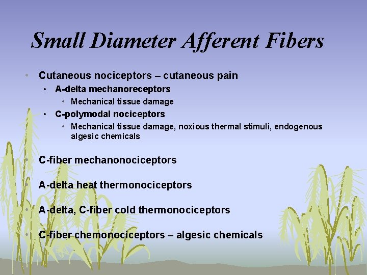 Small Diameter Afferent Fibers • Cutaneous nociceptors – cutaneous pain • A-delta mechanoreceptors •