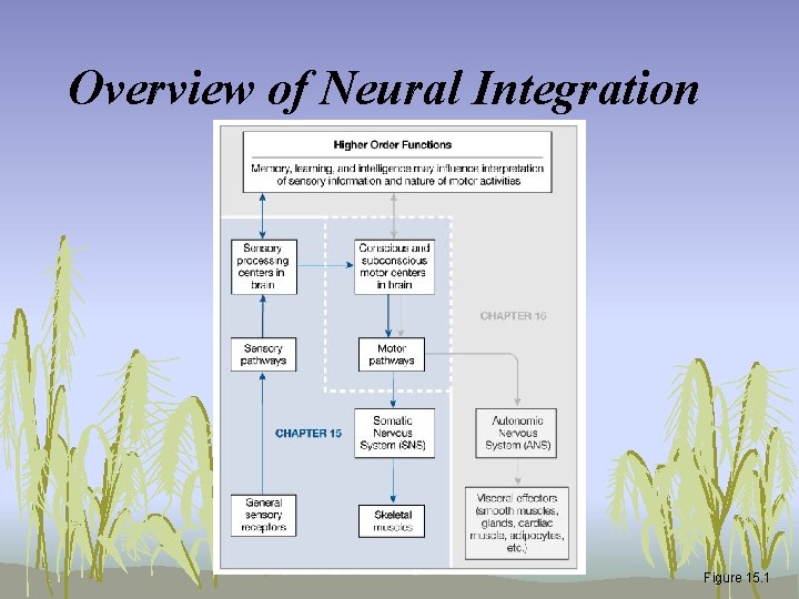 Overview of Neural Integration Figure 15. 1 