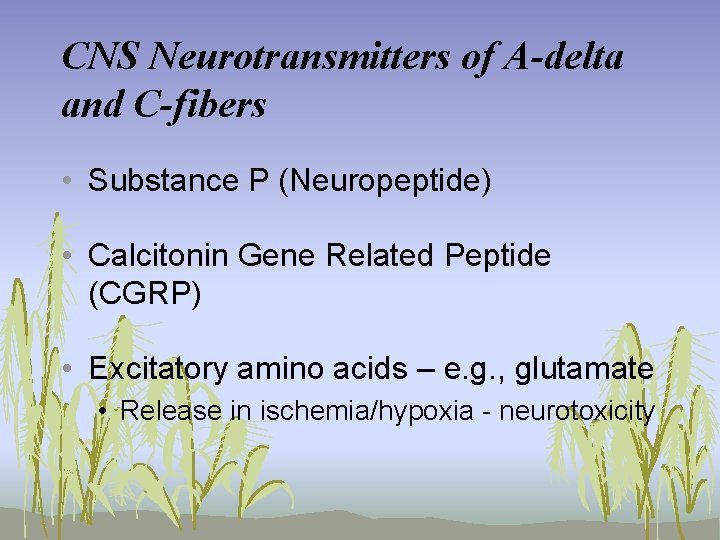 CNS Neurotransmitters of A-delta and C-fibers • Substance P (Neuropeptide) • Calcitonin Gene Related