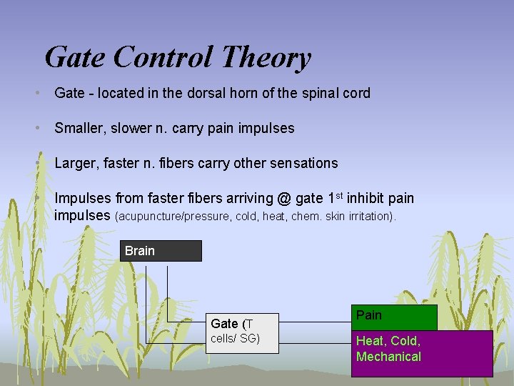 Gate Control Theory • Gate - located in the dorsal horn of the spinal