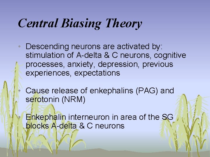 Central Biasing Theory • Descending neurons are activated by: stimulation of A-delta & C