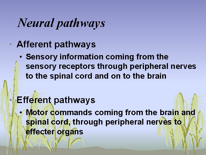 Neural pathways • Afferent pathways • Sensory information coming from the sensory receptors through