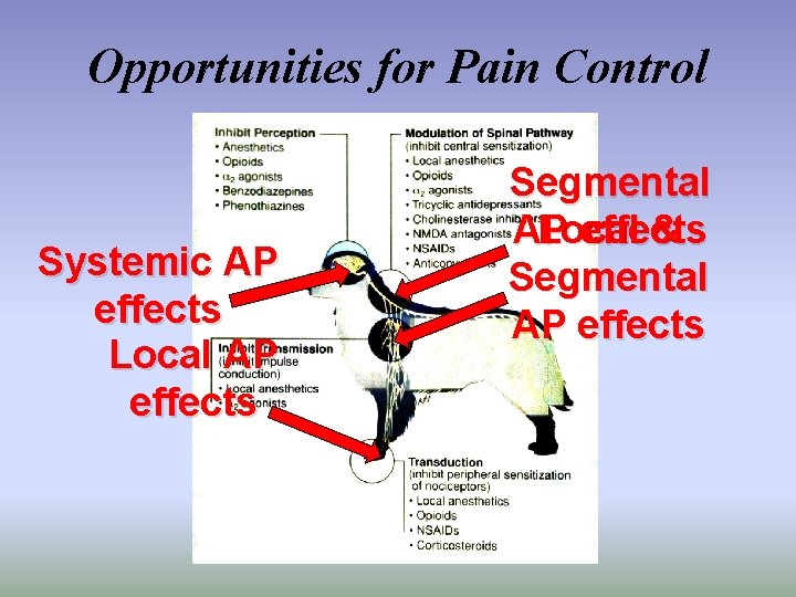 Opportunities for Pain Control Systemic AP effects Local AP effects Segmental Local & AP