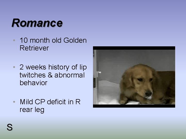 Romance • 10 month old Golden Retriever • 2 weeks history of lip twitches