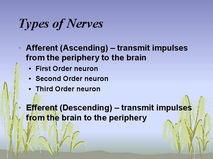 Types of Nerves • Afferent (Ascending) – transmit impulses from the periphery to the