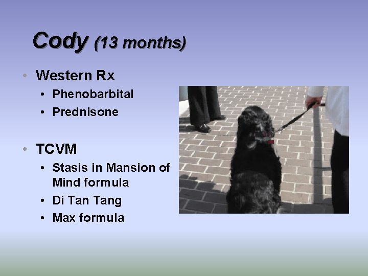 Cody (13 months) • Western Rx • Phenobarbital • Prednisone • TCVM • Stasis