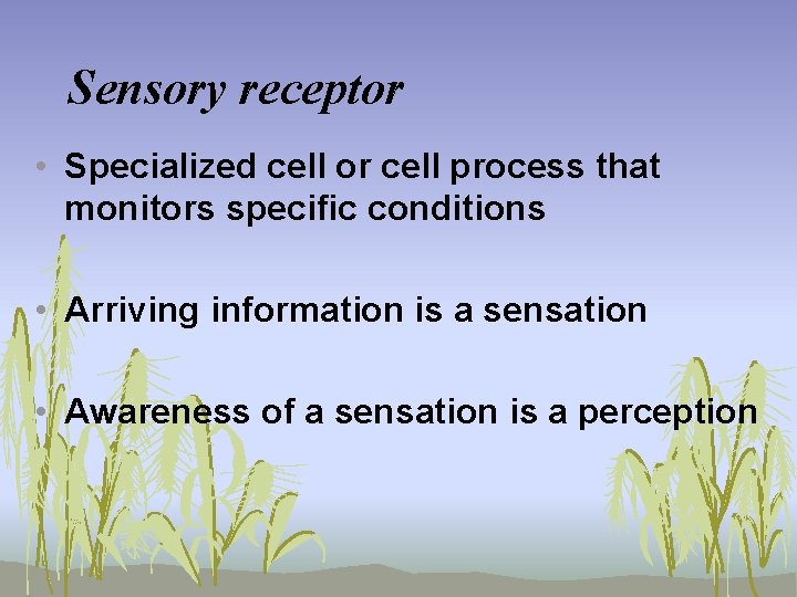 Sensory receptor • Specialized cell or cell process that monitors specific conditions • Arriving