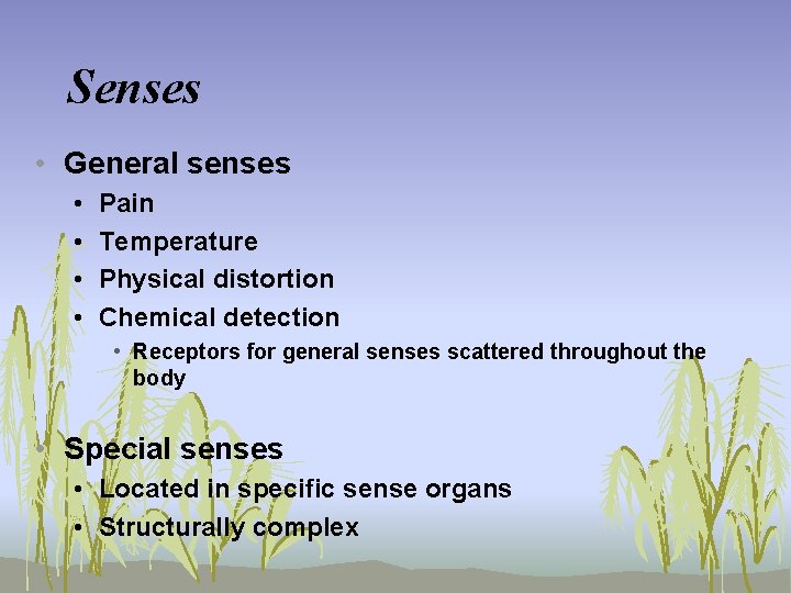 Senses • General senses • • Pain Temperature Physical distortion Chemical detection • Receptors