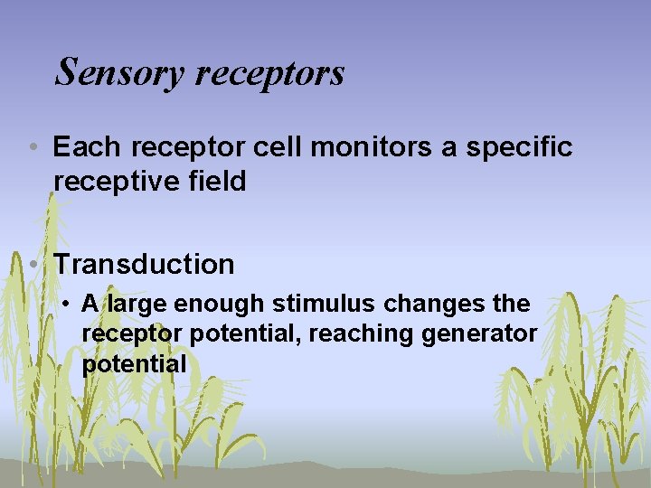 Sensory receptors • Each receptor cell monitors a specific receptive field • Transduction •