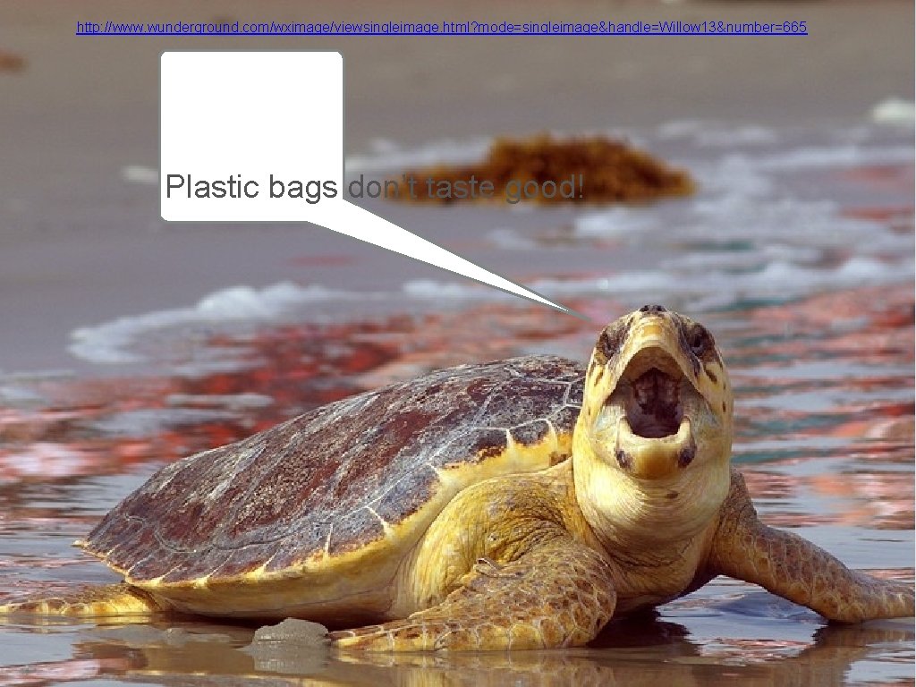 http: //www. wunderground. com/wximage/viewsingleimage. html? mode=singleimage&handle=Willow 13&number=665 Plastic bags don’t taste good! 