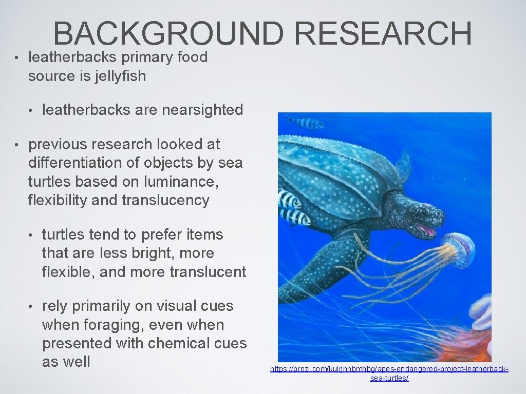 BACKGROUND RESEARCH • leatherbacks primary food source is jellyfish • leatherbacks are nearsighted •