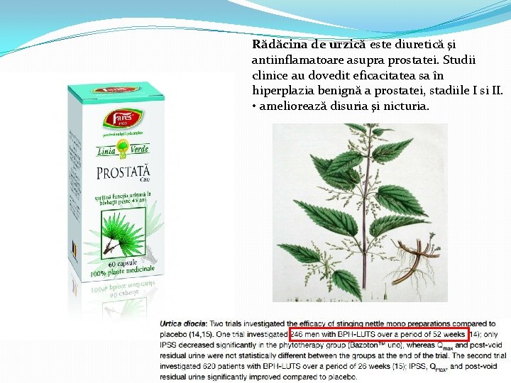 Rădăcina de urzică este diuretică şi antiinflamatoare asupra prostatei. Studii clinice au dovedit eficacitatea