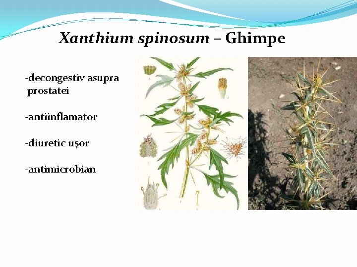 Xanthium spinosum – Ghimpe -decongestiv asupra prostatei -antiinflamator -diuretic uşor -antimicrobian 