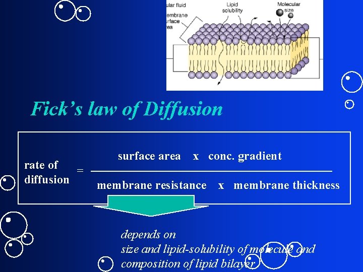 Fick’s law of Diffusion rate of = diffusion surface area x conc. gradient membrane