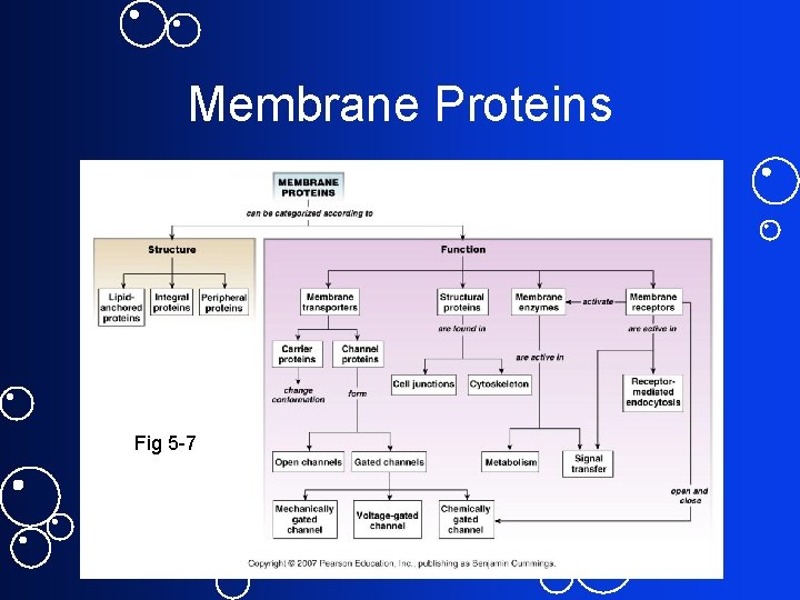 Membrane Proteins Fig 5 -7 