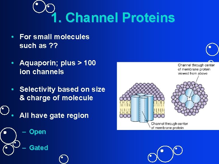 1. Channel Proteins • For small molecules such as ? ? • Aquaporin; plus