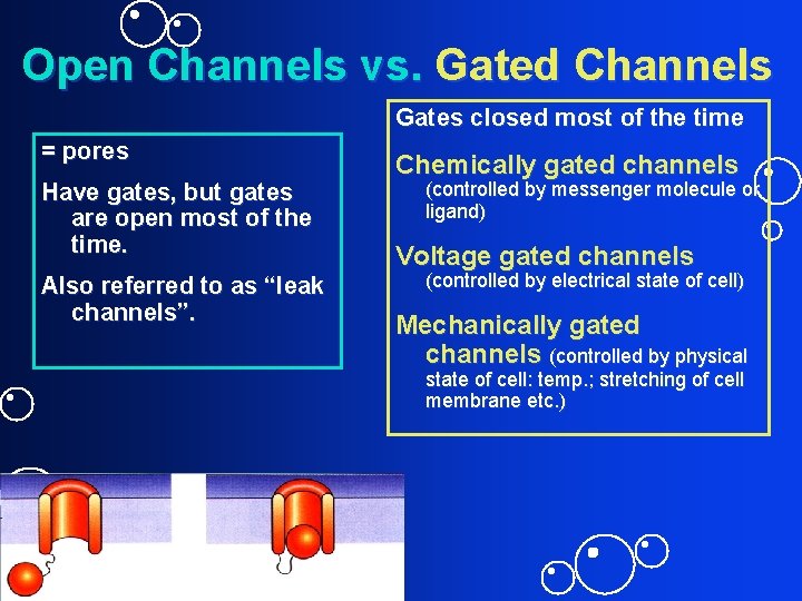 Open Channels vs. Gated Channels Gates closed most of the time = pores Have