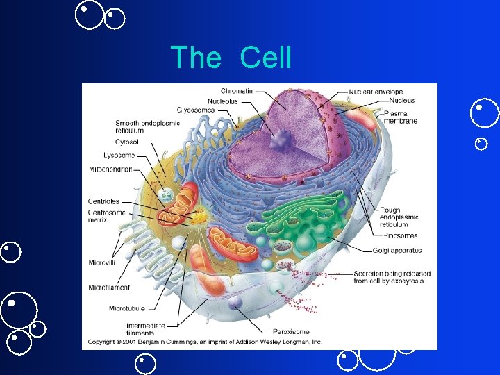 The Cell 