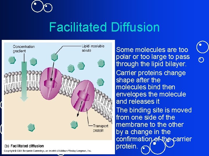 Facilitated Diffusion • Some molecules are too polar or too large to pass through