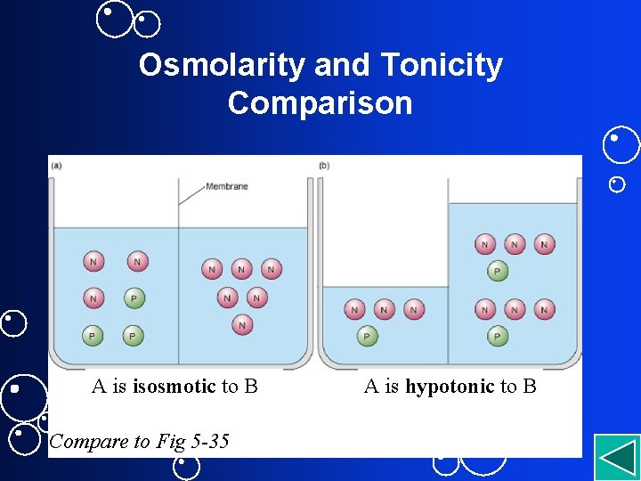 Osmolarity and Tonicity Comparison A is isosmotic to B Compare to Fig 5 -35