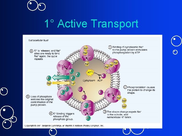 1° Active Transport 