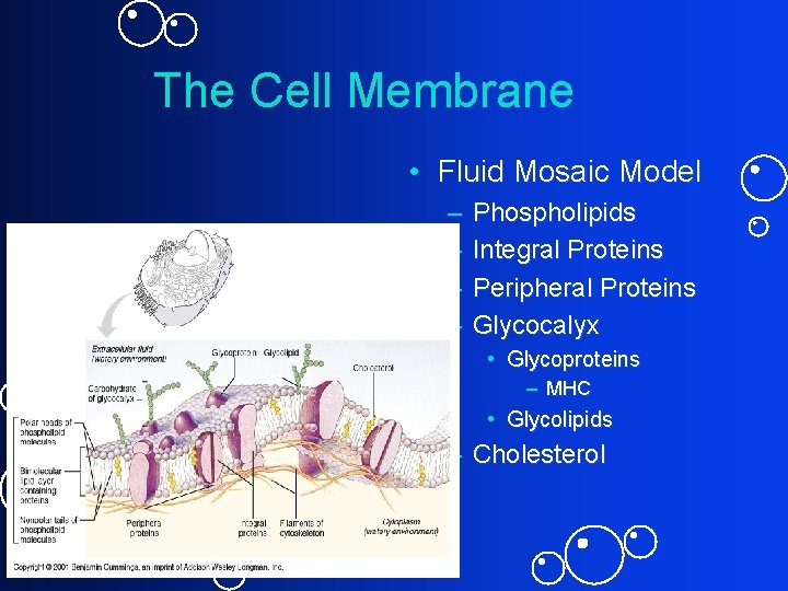 The Cell Membrane • Fluid Mosaic Model – – Phospholipids Integral Proteins Peripheral Proteins