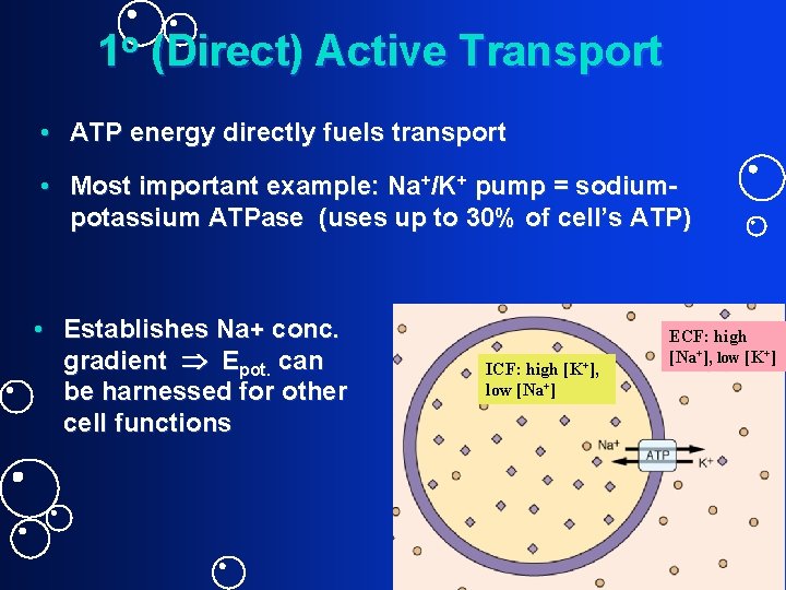 1 o (Direct) Active Transport • ATP energy directly fuels transport • Most important