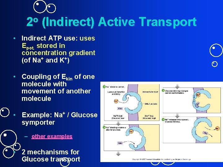 2 o (Indirect) Active Transport • Indirect ATP use: uses Epot. stored in concentration