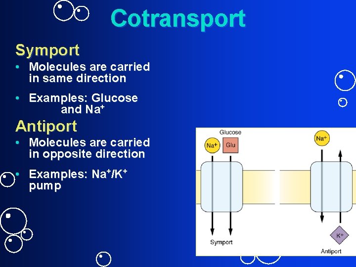 Cotransport Symport • Molecules are carried in same direction • Examples: Glucose and Na+
