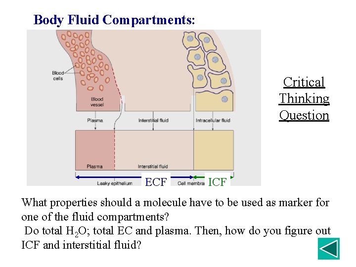 Body Fluid Compartments: Critical Thinking Question ECF ICF What properties should a molecule have