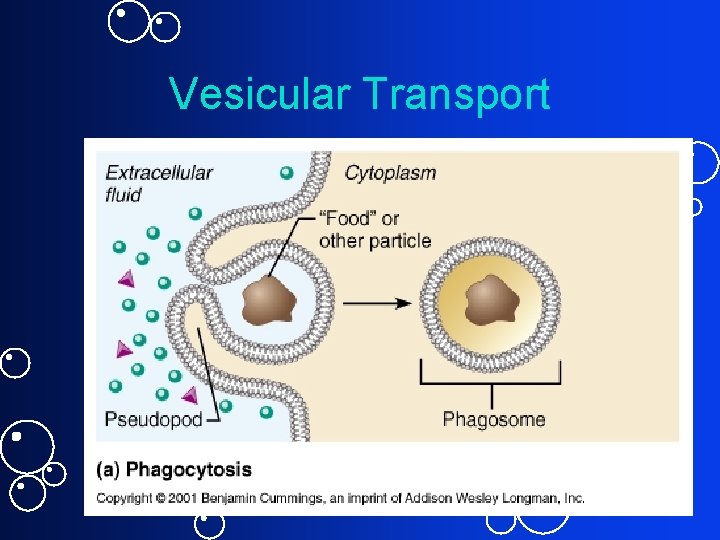 Vesicular Transport 