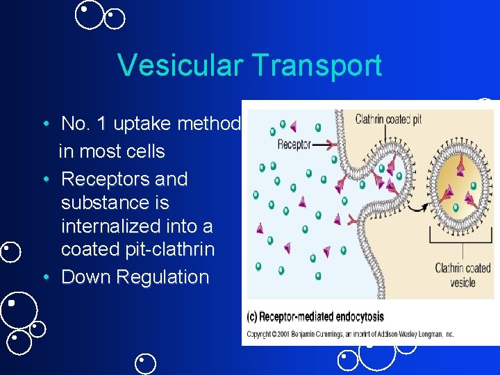 Vesicular Transport • No. 1 uptake method in most cells • Receptors and substance