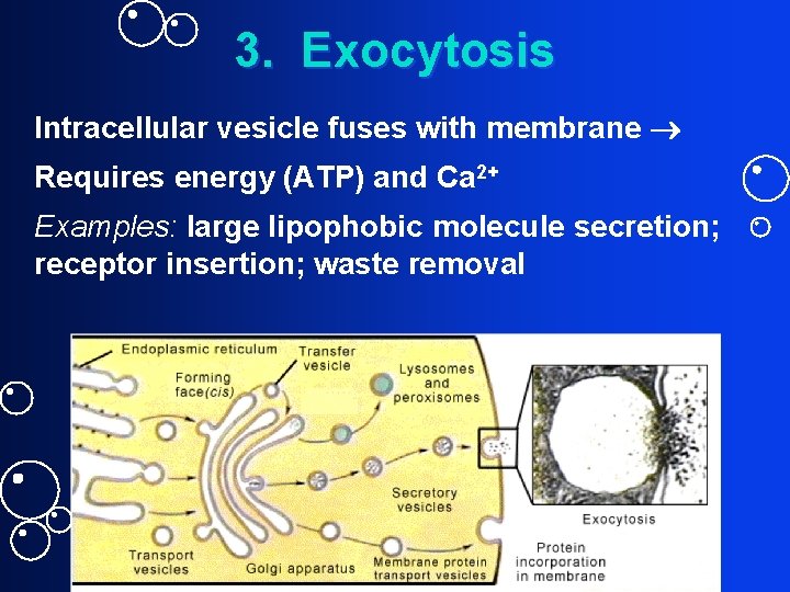 3. Exocytosis Intracellular vesicle fuses with membrane Requires energy (ATP) and Ca 2+ Examples: