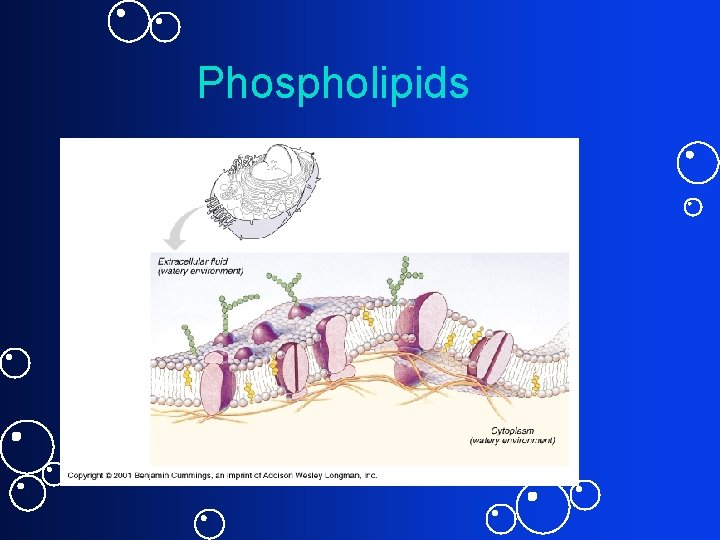 Phospholipids 