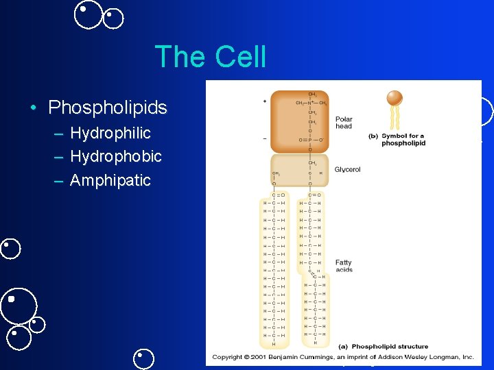 The Cell • Phospholipids – Hydrophilic – Hydrophobic – Amphipatic 