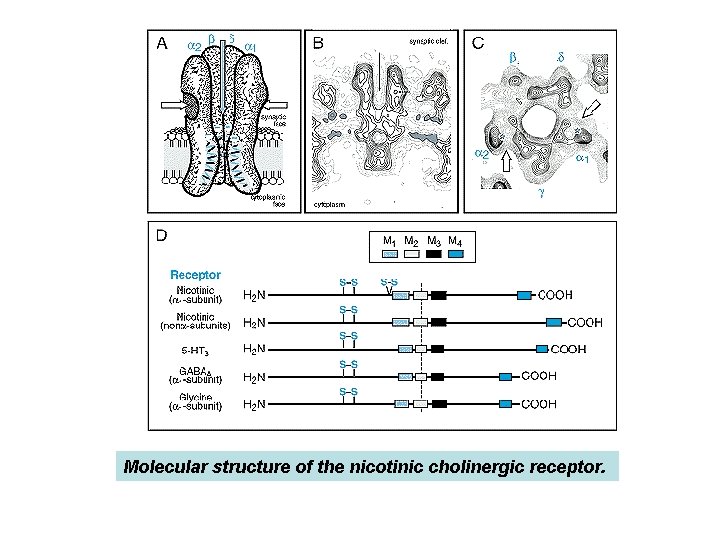 Molecular structure of the nicotinic cholinergic receptor. 