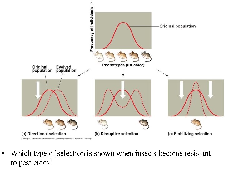  • Which type of selection is shown when insects become resistant to pesticides?