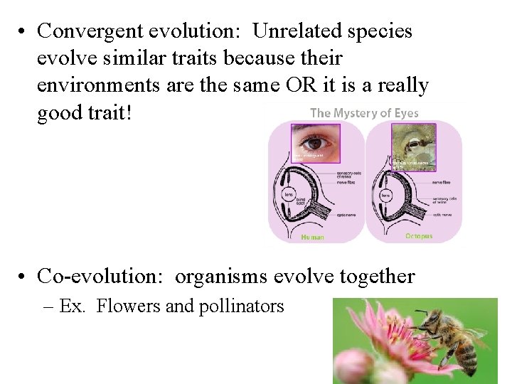  • Convergent evolution: Unrelated species evolve similar traits because their environments are the
