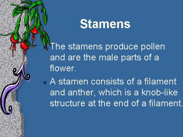 Stamens l l The stamens produce pollen and are the male parts of a
