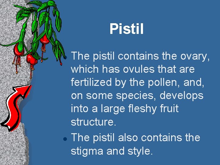 Pistil l l The pistil contains the ovary, which has ovules that are fertilized