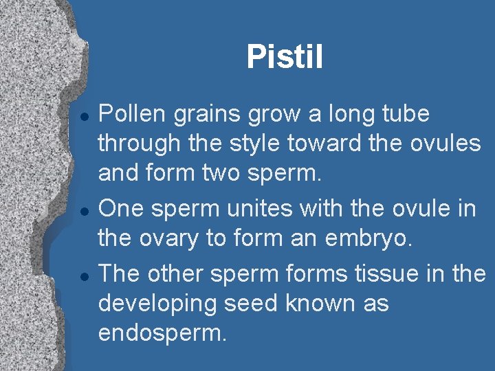 Pistil l Pollen grains grow a long tube through the style toward the ovules